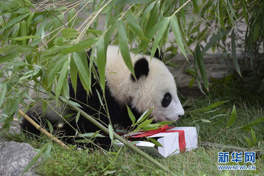 （国际）（4）维也纳大熊猫宝宝“福豹”满周岁