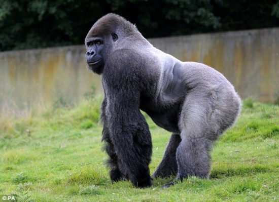 英国大猩猩喜欢直立行走 今年24岁重220公斤