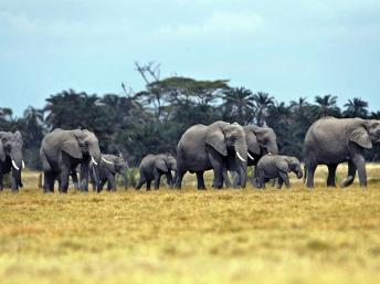 外媒：非洲大象被猎杀现象可能要比预计严重