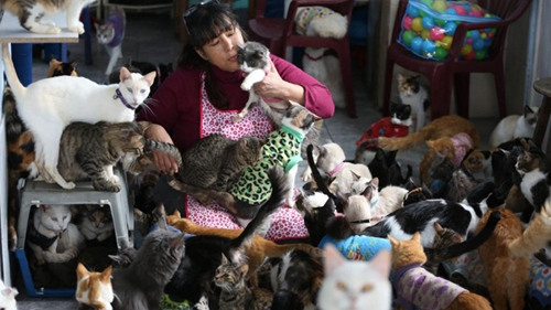 百余患病猫在秘鲁宠物医院安家 院主称欣慰(图)
