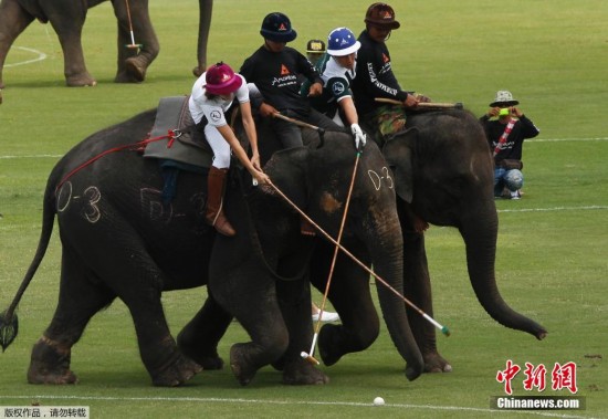 泰国举办大象马球赛 象选手享用蔬菜水果自助餐