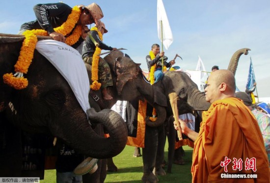 泰国举办大象马球赛 象选手享用蔬菜水果自助餐