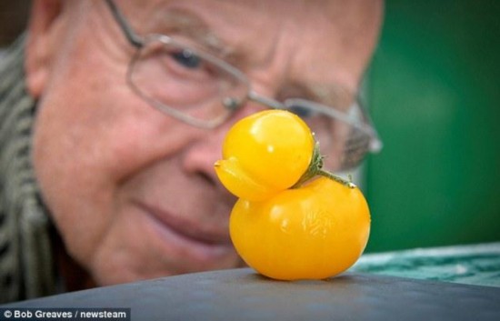 英退休司机培育出小黄鸭版西红柿 外形可爱引围观
