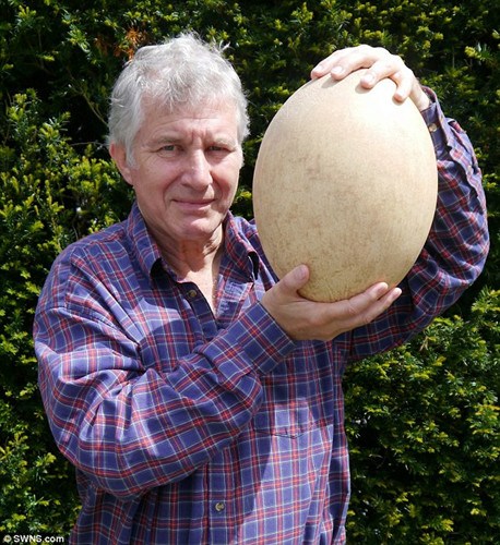 英国将拍卖最古老鸟蛋 大小相当100个鸡蛋(图)