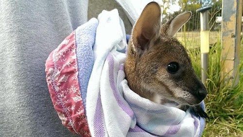 澳动物组织吁民众缝制育儿袋为袋鼠宝宝提供温暖