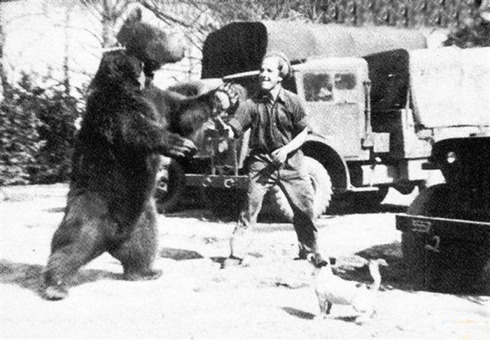 唯一一只参加过二战的熊