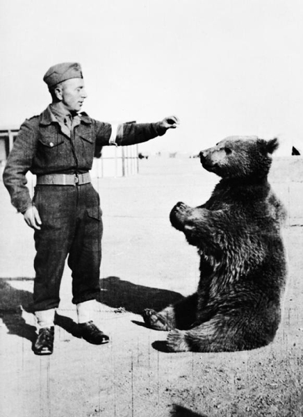 唯一一只参加过二战的熊