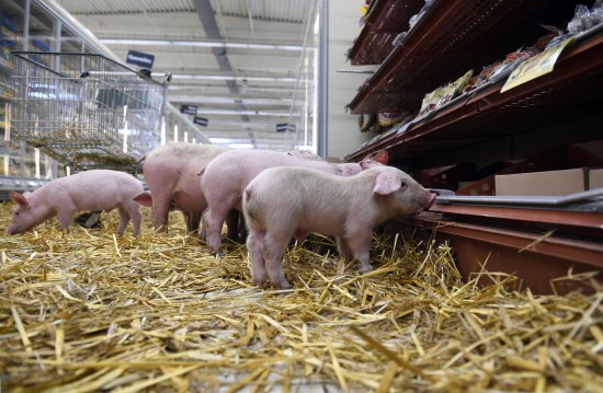 法国猪农带小猪到超市示威抗议猪肉价格大跌（图）