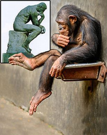 大猩猩姿态似雕塑“思考者”神情专注搞笑（图）