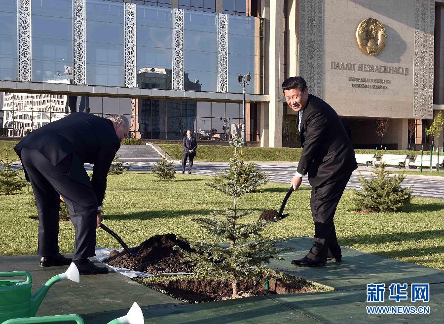 5月10日，国家主席习近平与白俄罗斯总统卢卡申科一道，在明斯克独立宫贵宾林种植象征两国人民友谊的云杉树。 新华社记者李涛摄 
