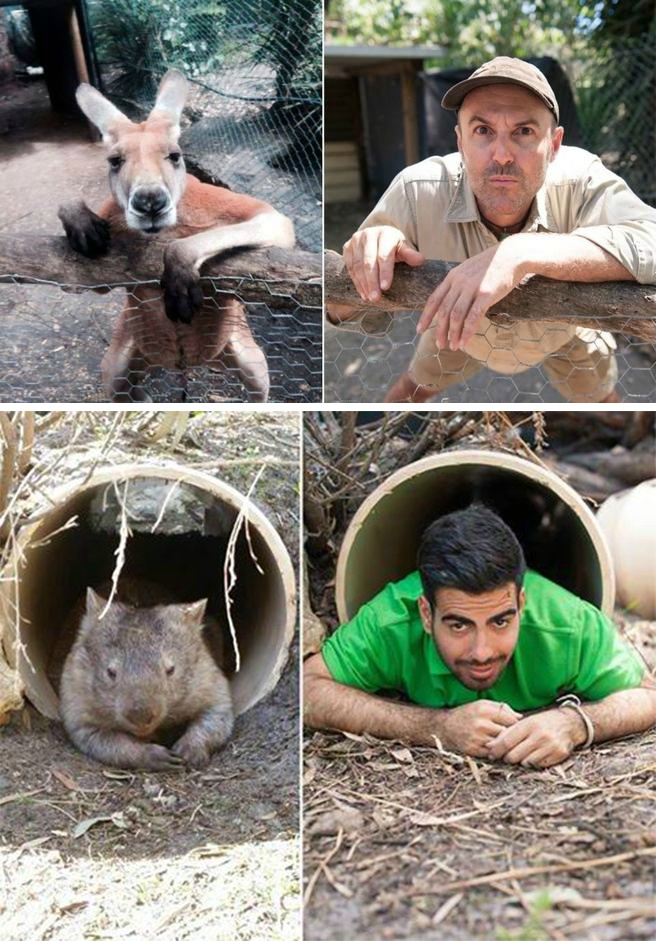 澳大利亚饲养员模仿动物大赛