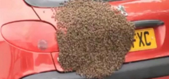 蜂群来袭：5000只蜜蜂在汽车后“安家”（图）