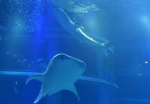 日本水族馆罕见展出雌雄鲸鲨每只重千余斤（图）