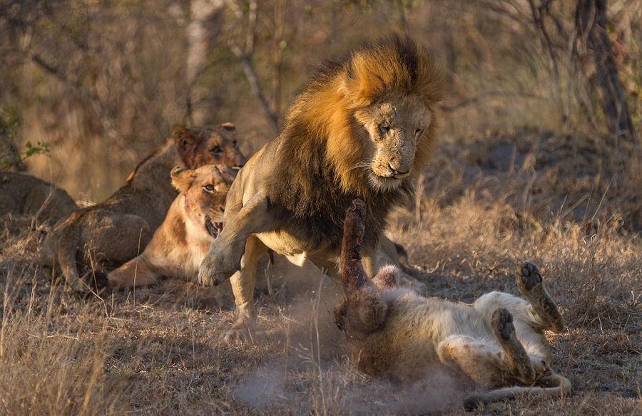 南非群狮为猎物厮杀尽显狂野本色