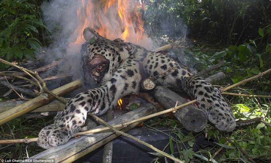 印度一豹子伤人 被村民打死焚尸