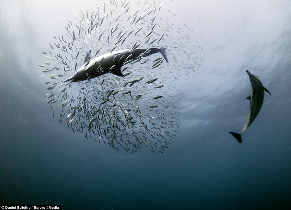 摄影师记录南非鱼群大规模迁移