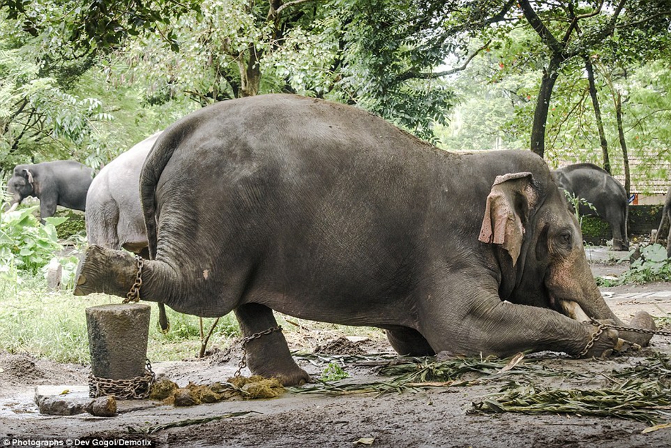 Elefantes son maltratados en campamentos de entrenamiento en la India, donde los elefantes son pegados y amarrados antes de ser enviados a templos para atraer turistas.　　