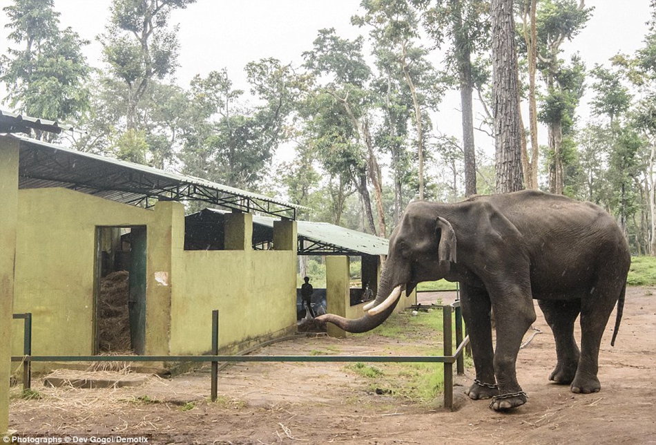 Elefantes son maltratados en campamentos de entrenamiento en la India, donde los elefantes son pegados y amarrados antes de ser enviados a templos para atraer turistas.　　