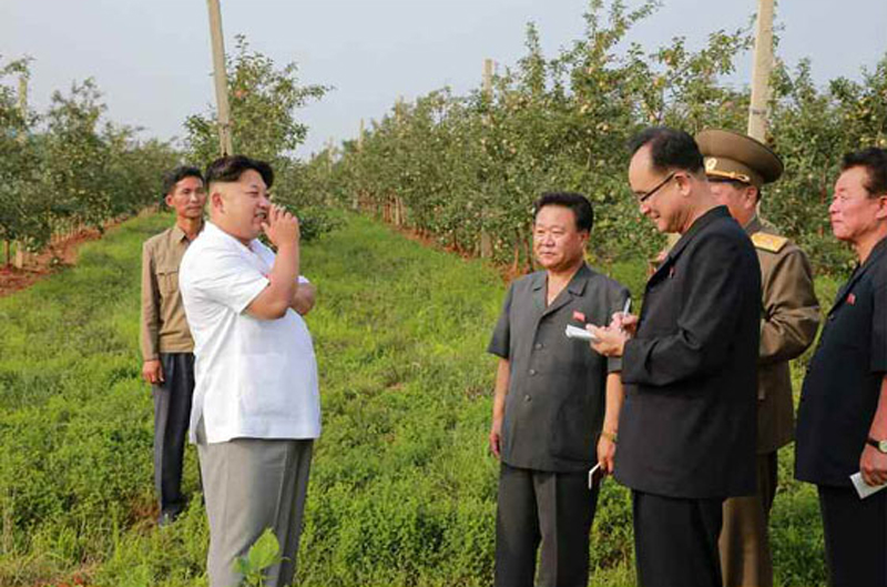 El máximo líder norcoreano, Kim Jong Un, inspeccionó últimamente una granja y alabó la buena cosecha.
