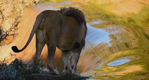 摄影师拍到非洲狮过河被瀑布急流冲走尴尬瞬间