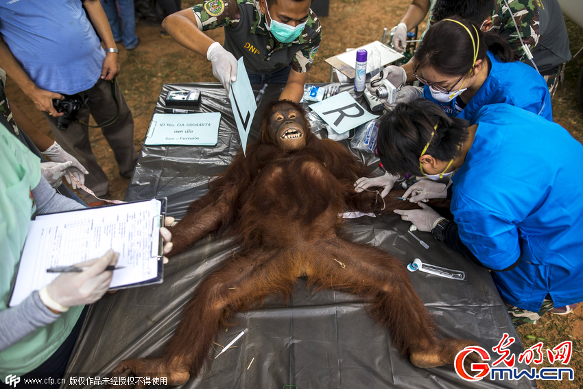 泰国14只猩猩体检 将被遣送回印尼