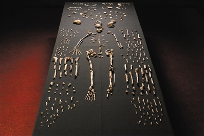 10日，南非金山大学的人类学家首次展示了新发现的纳莱迪人骨骼化石。
