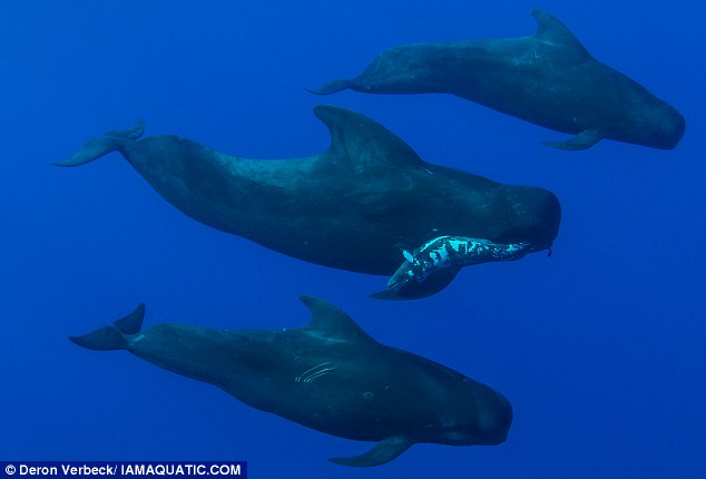 夏威夷海底夭折鲸鱼的“哀悼仪式”