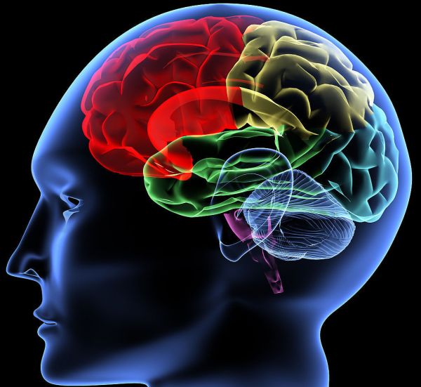 法媒:科学家绘制大脑数码图 展现4000万个神经