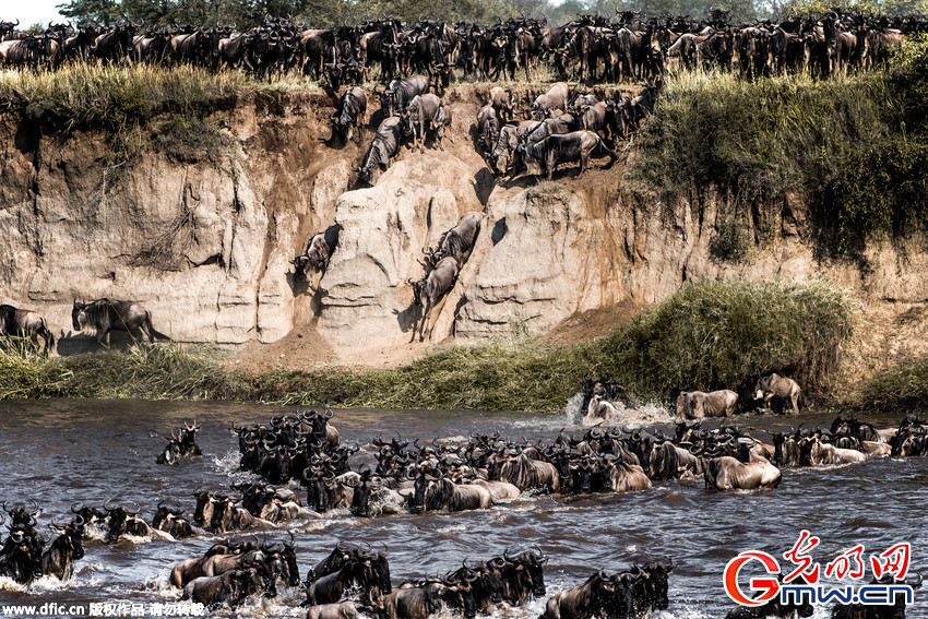 坦桑尼亚百万角马大迁徙 场面狂野壮观
