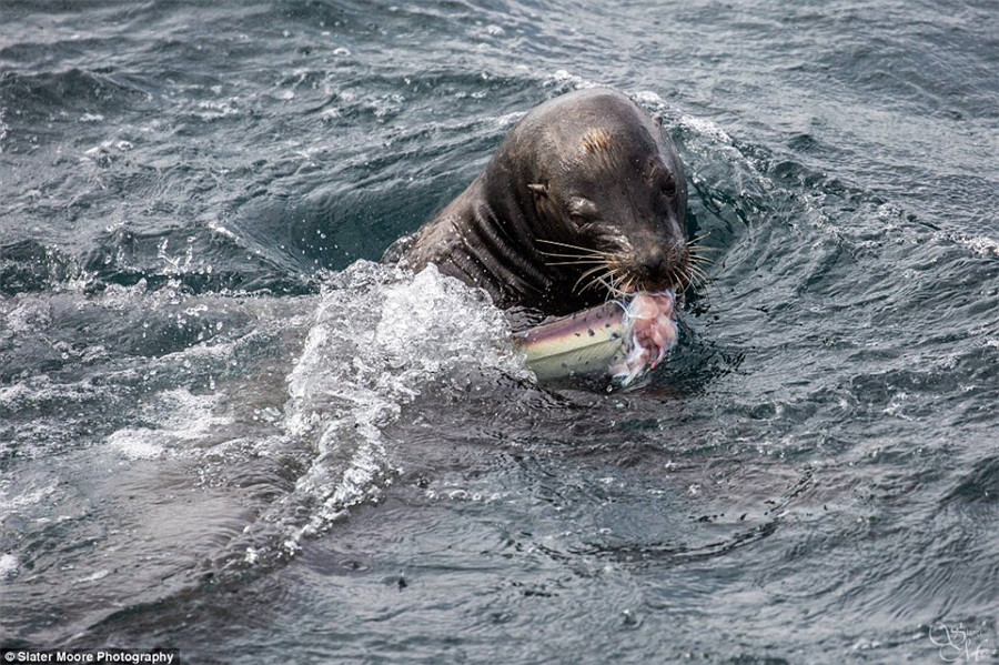 美摄影师拍到海狮捕食鲨鱼画面
