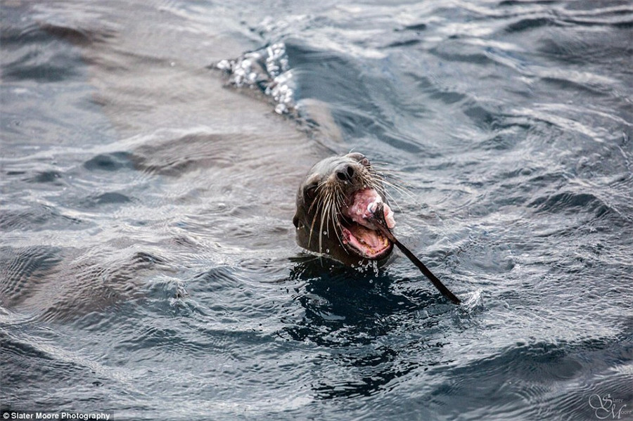 美摄影师拍到海狮捕食鲨鱼画面