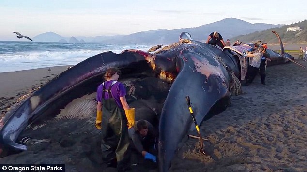 厄尔尼诺影响下24米长蓝鲸被冲上海岸
