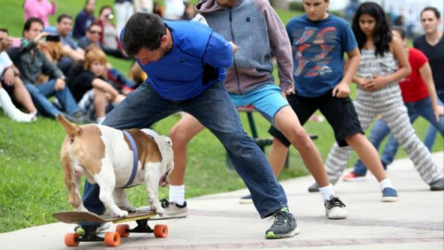 秘鲁斗牛犬踩滑板从30人胯下穿过创世界纪录（图）