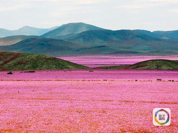 干旱的阿塔卡马沙漠 美丽花田从何来?