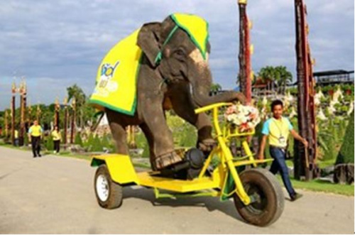 泰国大象苦练骑自行车欲展与泰国民众密切关系