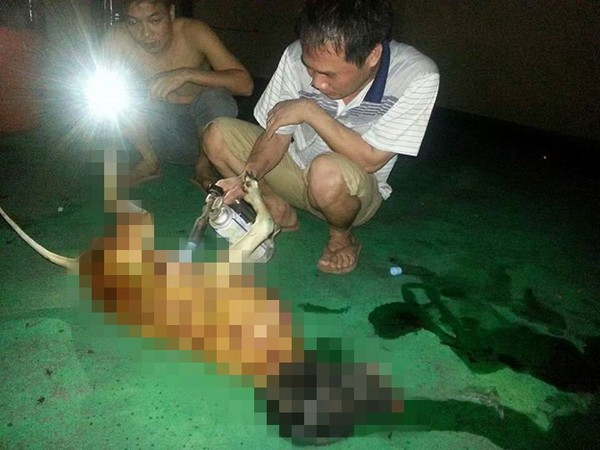 越南劳工在中国台湾地区发虐狗照片被捕