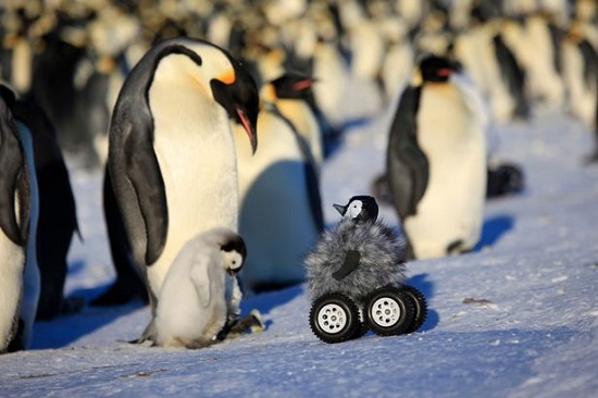 摄像机伪装“小伙伴”记录小企鹅南极生活（图）