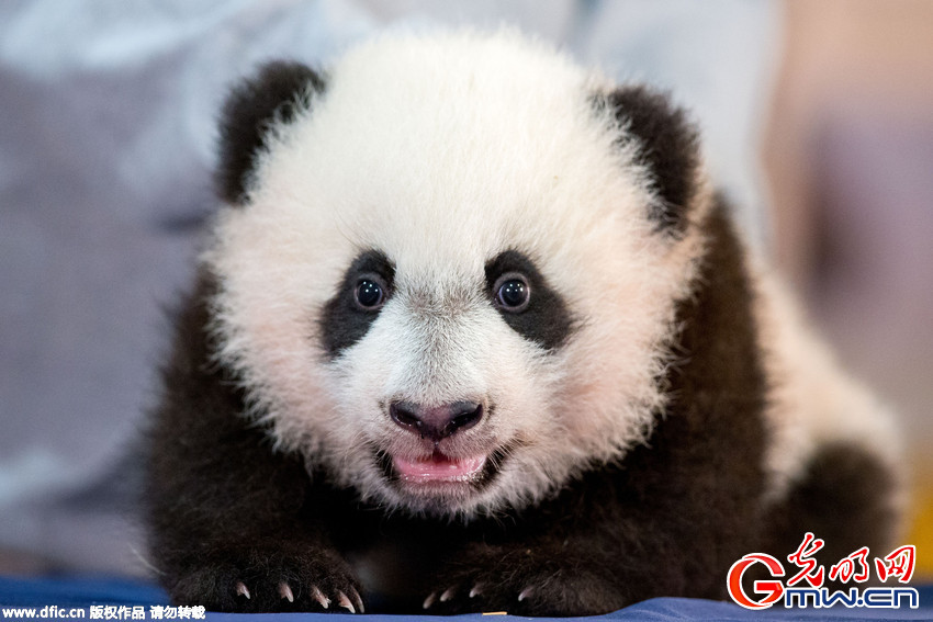 熊猫“贝贝”华盛顿国家动物园内首次与媒体见面
