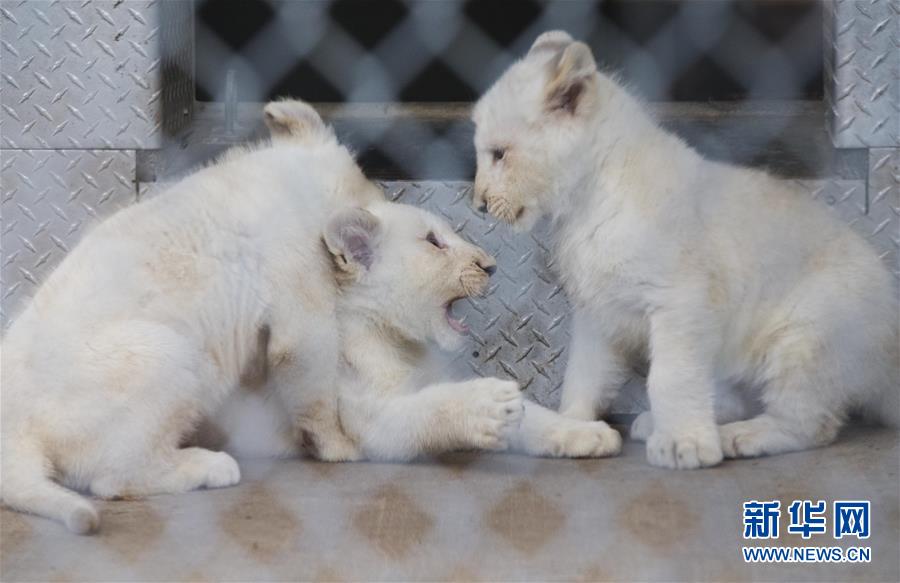 （XHDW）（2）多伦多动物园白狮四胞胎亮相