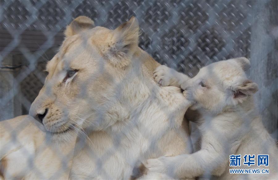 （XHDW）（3）多伦多动物园白狮四胞胎亮相