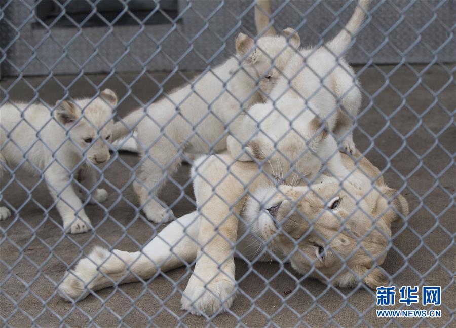（XHDW）（4）多伦多动物园白狮四胞胎亮相