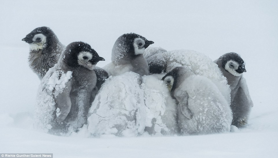 企鹅在暴风雪中取暖一幕
