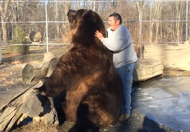 俄罗斯男子和棕熊亲密拥抱
