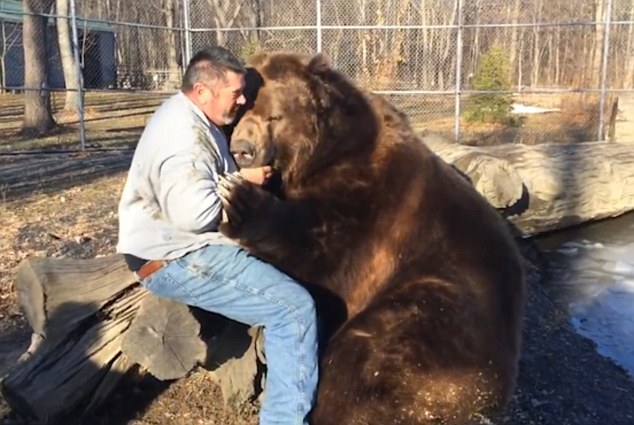 俄罗斯男子和棕熊亲密拥抱