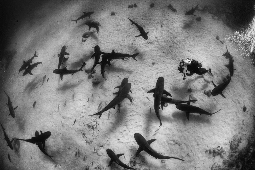 迪拜摄影师拍精彩纷呈海底世界 大象水中游