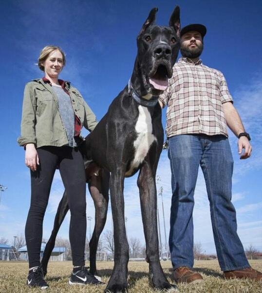 美国2.1米大丹狗或成“世界最高狗”