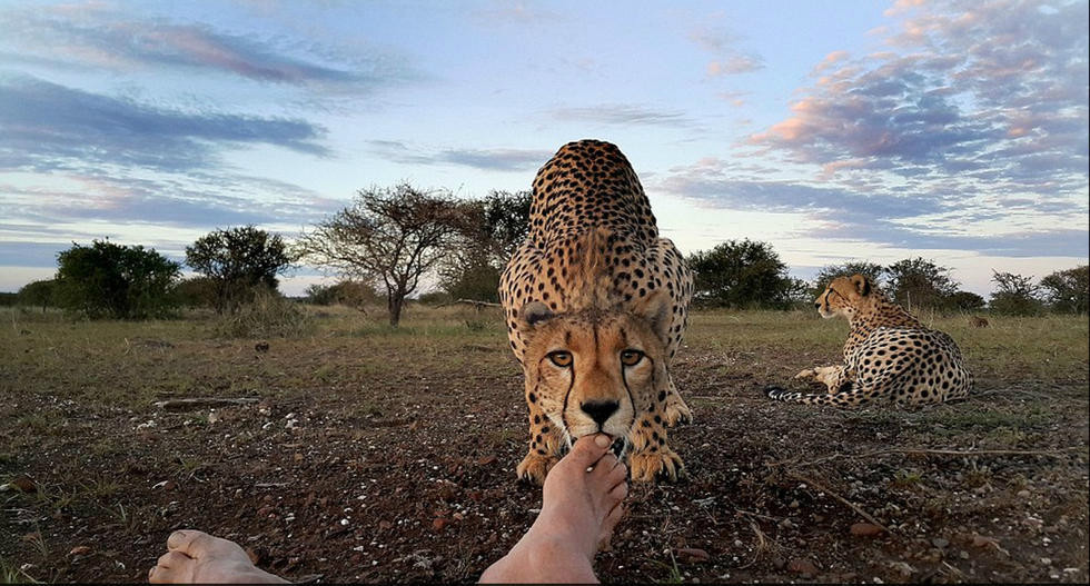 萌！非洲猎豹与摄影师亲密互动舔其脚趾