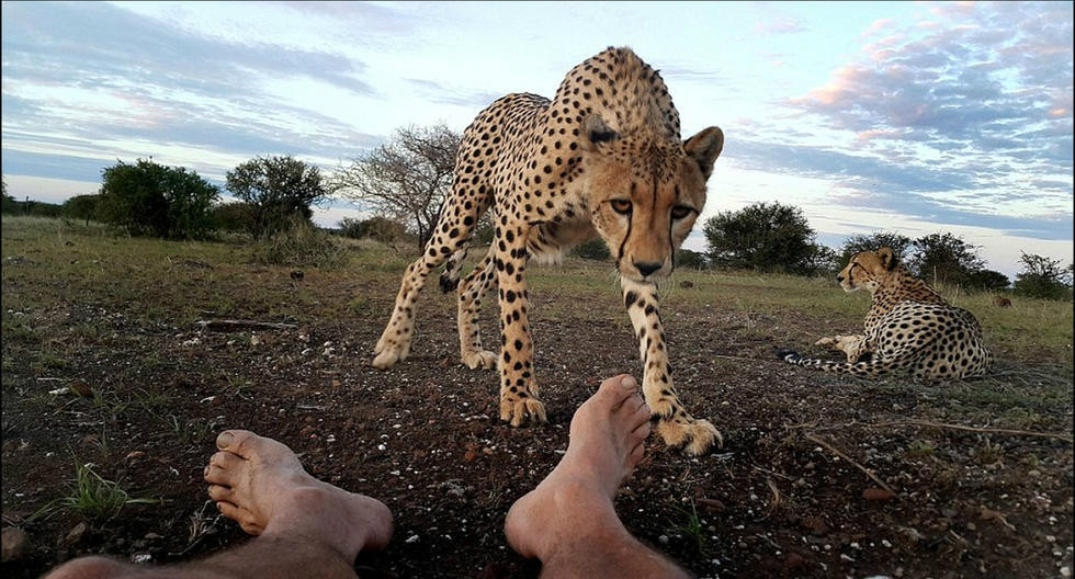 萌！非洲猎豹与摄影师亲密互动舔其脚趾