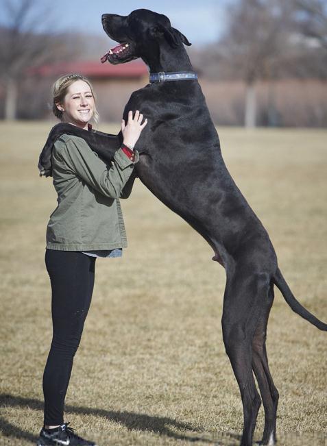 2.1米世界最高狗走红 爱狗网友:有点怕怕(组图