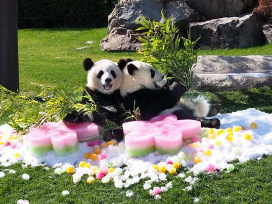 日本为双胞胎熊猫过女儿节粉嫩冰块当礼物（图）
